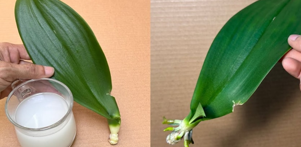 It seems incredible but with just one application it will be an explosion of flowers