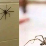 Did you know: When a Spider visits your house it is a sign of this