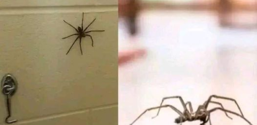 Did you know: When a Spider visits your house it is a sign of this