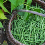 6 Essential Tips for Growing Green Beans in Your Garden