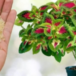 The genius trick to easily save a dying orchid