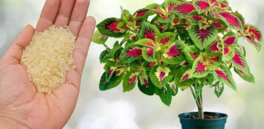 The genius trick to easily save a dying orchid