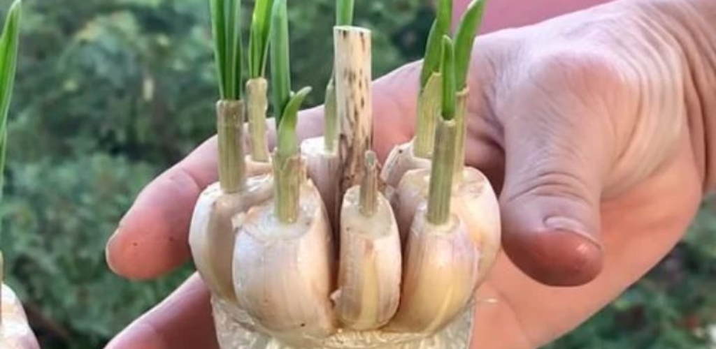 From Bottle to Soil: How to Start Garlic in Water and Plant It in Your Garden