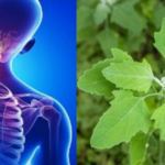 White Lamb’s Quarters (Wild Spinach): The Powerful Superfood for Optimal Health