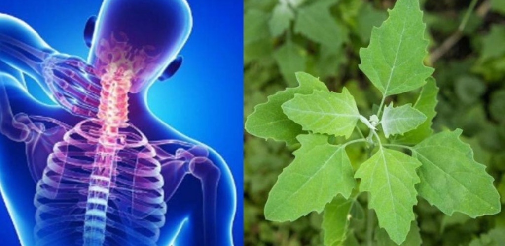 White Lamb’s Quarters (Wild Spinach): The Powerful Superfood for Optimal Health