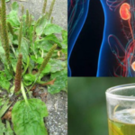 The Wonders of Plantago Major: Nature’s Versatile Healer