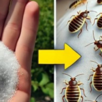 Bedbugs in sheets, only with this beloved ingredient will they disappear instantly