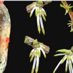 Knowing this secret will make millions of orchids grow in your garden
