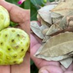 The Elixir of Life: Discover the Healing Power of Noni, Bay Leaf and Turmeric Tea»