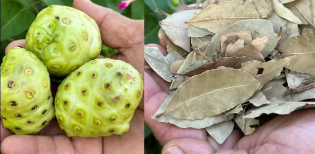 The Elixir of Life: Discover the Healing Power of Noni, Bay Leaf and Turmeric Tea»