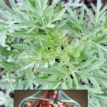 Mugwort Miracle Plant: Uses, Recipes, Benefits, Properties and Precautions