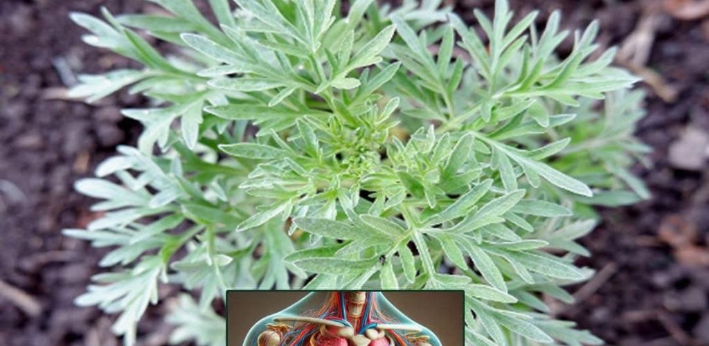 Mugwort Miracle Plant: Uses, Recipes, Benefits, Properties and Precautions