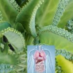 The benefits of kalanchoe and its care to incorporate it into our home
