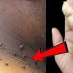 Get rid of pimples, spots, warts just by using ginger