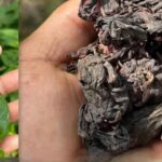 With this leaf you can eliminate poor circulation, diabetes, fatty liver and dizziness because it gives you strength!!! 