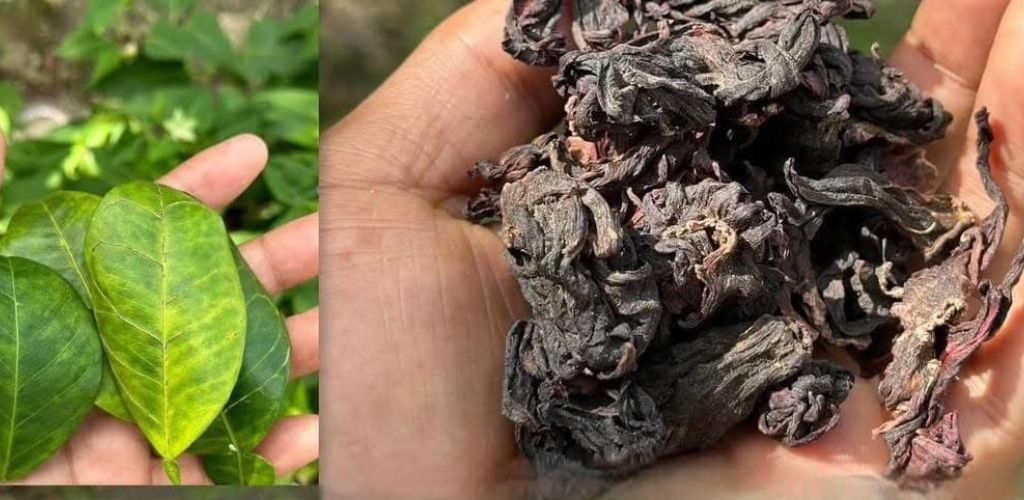 With this leaf you can eliminate poor circulation, diabetes, fatty liver and dizziness because it gives you strength!!! 