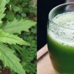 Not only will you learn about its medicinal benefits, but also its applications in the kitchen. Did you know that epazote is used in traditional dishes?