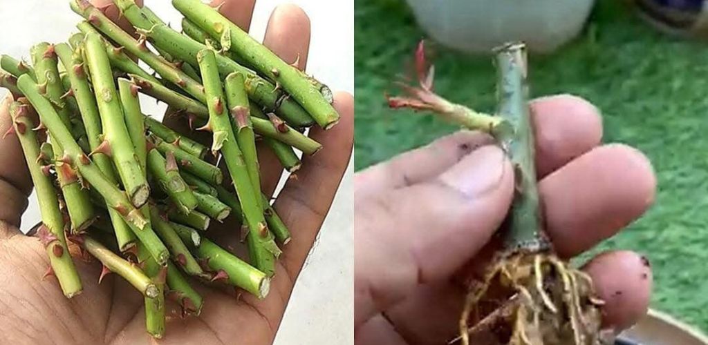100% Success! Grow roses from cuttings with this homemade fertilizer