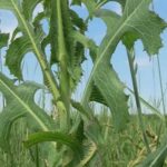 The hidden power of prickly (wild) lettuce: the unpretentious wonder of nature (Lactuca serriola)