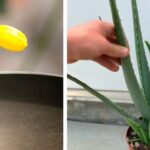 Aloe Vera – the natural remedy for health and beauty!