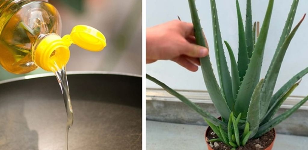 Aloe Vera – the natural remedy for health and beauty!
