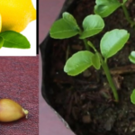 How to Grow a Lemon Tree from Lemon Seed