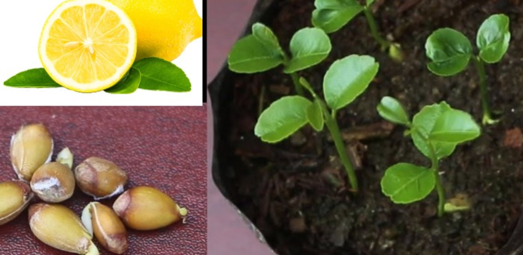 How to Grow a Lemon Tree from Lemon Seed