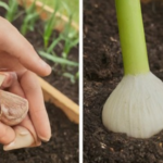 Here’s How to Grow Garlic in a Pot