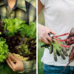 12 Winter Garden Vegetables – The Complete List of What You Can Grow