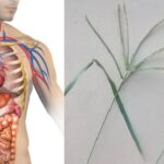 10 Surprising Benefits of Goose Grass: This Plant Hidden in Our Gardens