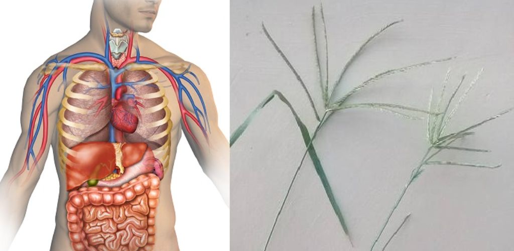 10 Surprising Benefits of Goose Grass: This Plant Hidden in Our Gardens