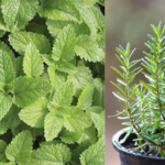 5 plants that keep spiders, ants, flies and mosquitoes away from our homes