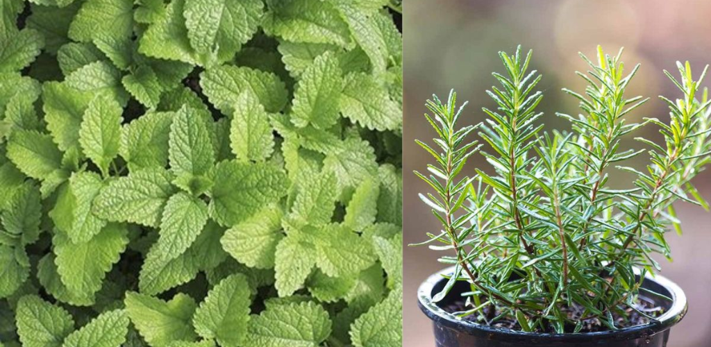 5 plants that keep spiders, ants, flies and mosquitoes away from our homes