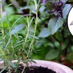 Thyme Care: The Gardeners’ Trick for a Lush and Healthy Plant