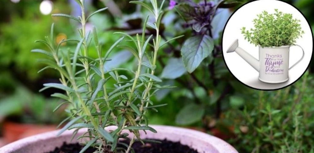 Thyme Care: The Gardeners’ Trick for a Lush and Healthy Plant