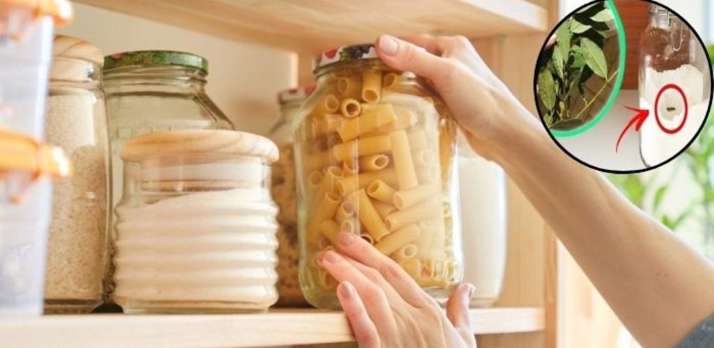 How to Get Rid of Pantry Moths (Butterflies) Naturally in 2 Minutes