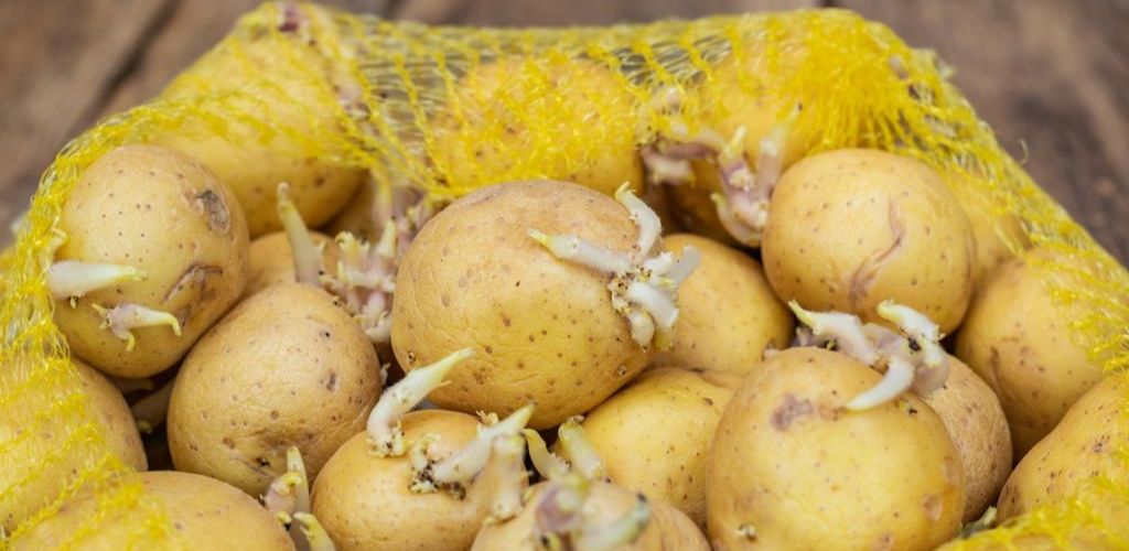 This Amazing Trick Stops Your Potatoes From Sprouting