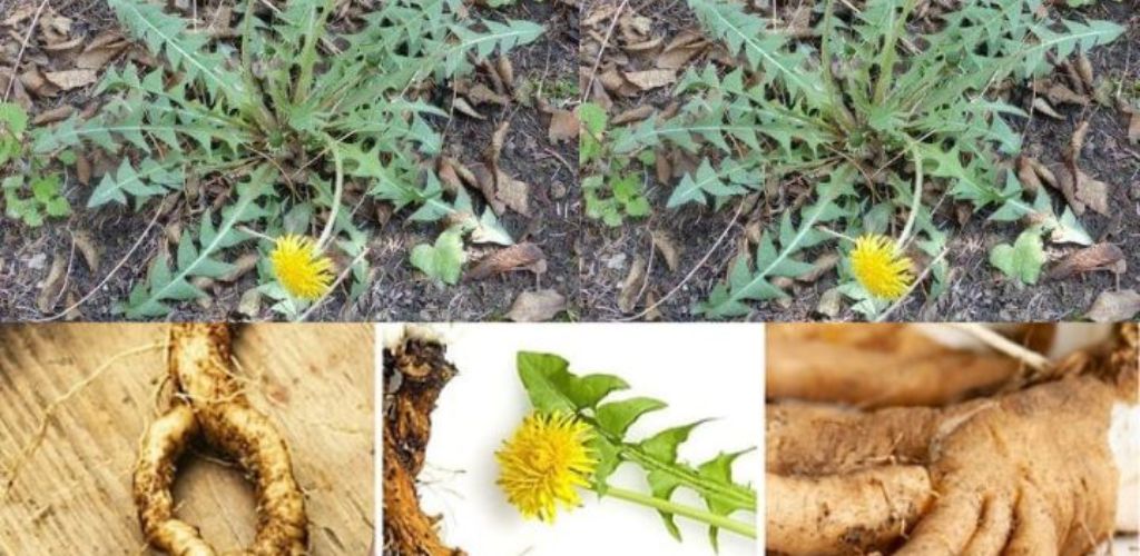 Dandelion: A Prolific and Powerful Medicinal Plant