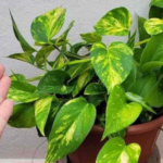 A small glass in each plant and the results will be guaranteed: never had these results