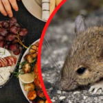 WHAT ATTRACTS MICE MOST IN THE HOUSE? THEIR OWN FAULT: INDEFECTIVELY AT THE TABLE