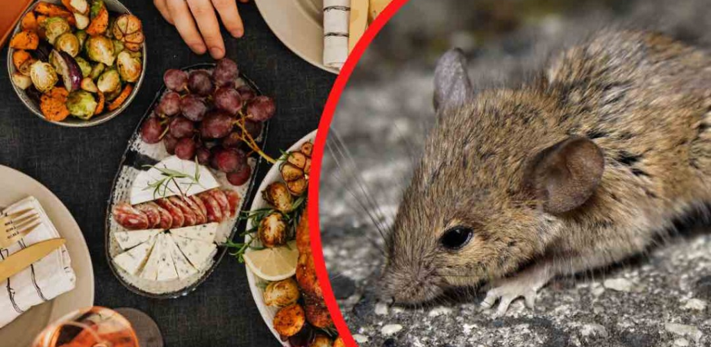 WHAT ATTRACTS MICE MOST IN THE HOUSE? THEIR OWN FAULT: INDEFECTIVELY AT THE TABLE