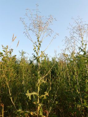Lactuca Serriola: The Hidden Power of Prickly Lettuces