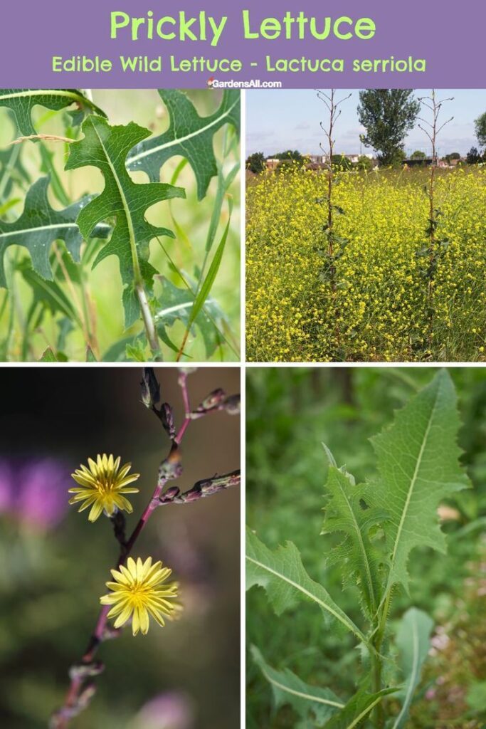 Lactuca Serriola: The Hidden Power of Prickly Lettuces