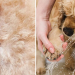 Remove fleas from your dog without damaging the skin: 1 DIY flea shampoo