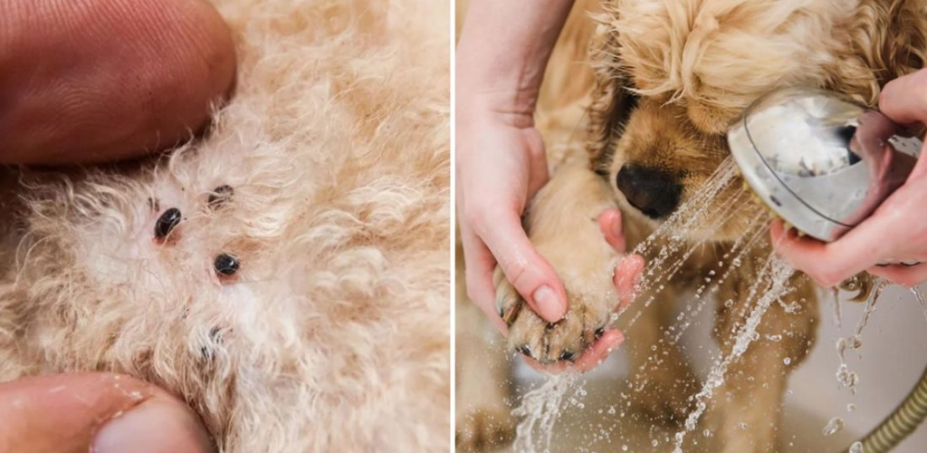 Remove fleas from your dog without damaging the skin: 1 DIY flea shampoo