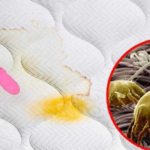 The trick to cleaning a mattress: eliminate stains, dust mites and bad odors