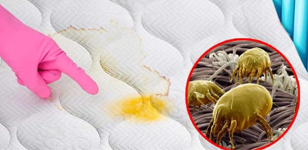 The trick to cleaning a mattress: eliminate stains, dust mites and bad odors