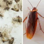Eliminate fleas, ticks, termites, moths, cockroaches with these homemade mixtures