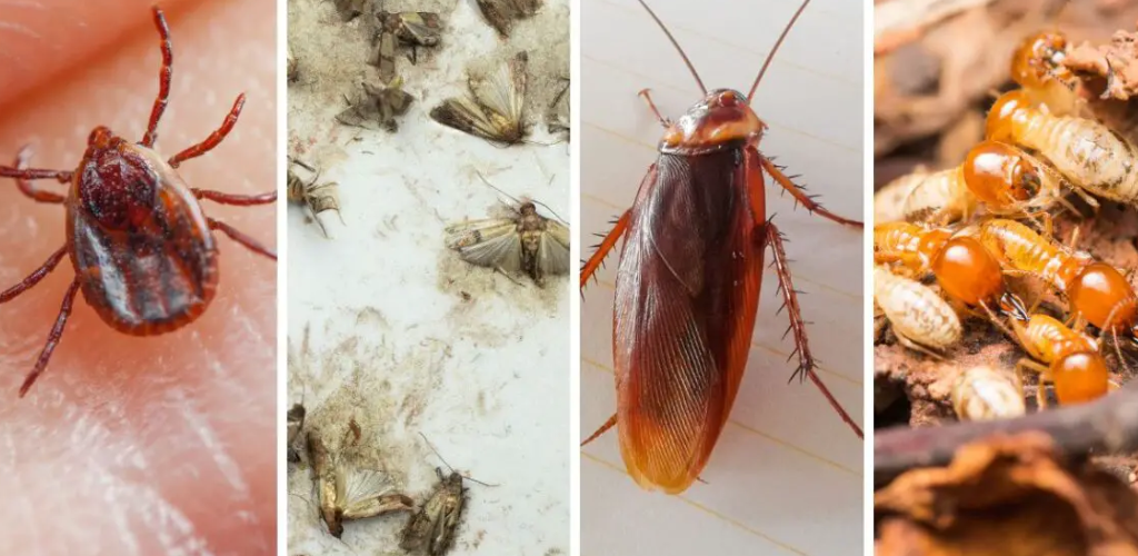 Eliminate fleas, ticks, termites, moths, cockroaches with these homemade mixtures