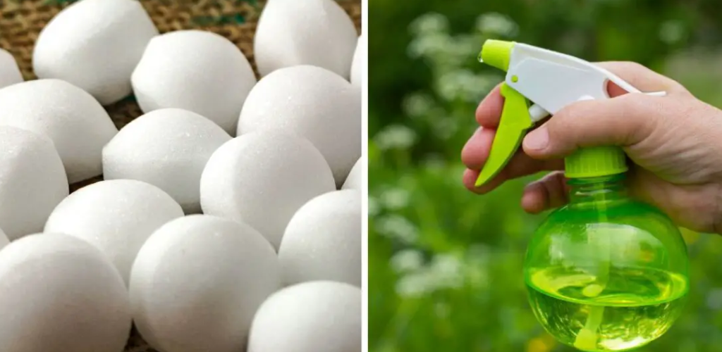 Homemade insecticide to kill flies, cockroaches and mosquitoes